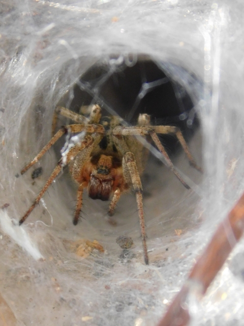 Agelena labyrinthica - illó tölcsérpók
