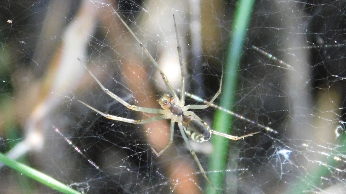 Linyphiidae - vitorláspókok