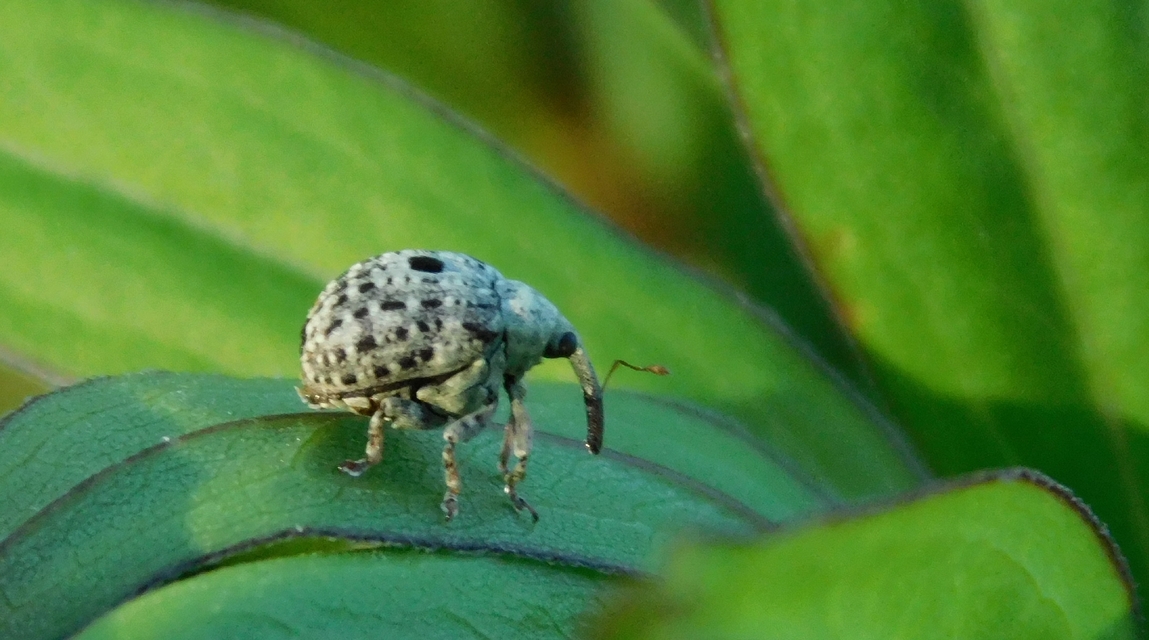 Cionus thapsus - kis ökörfarkkóró-gömbormányos