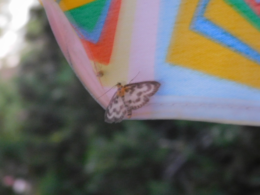 Anania hortulata - tarka csalánmoly