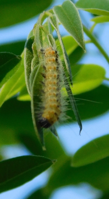 Hyphantria cunea - amerikai fehér medvelepke