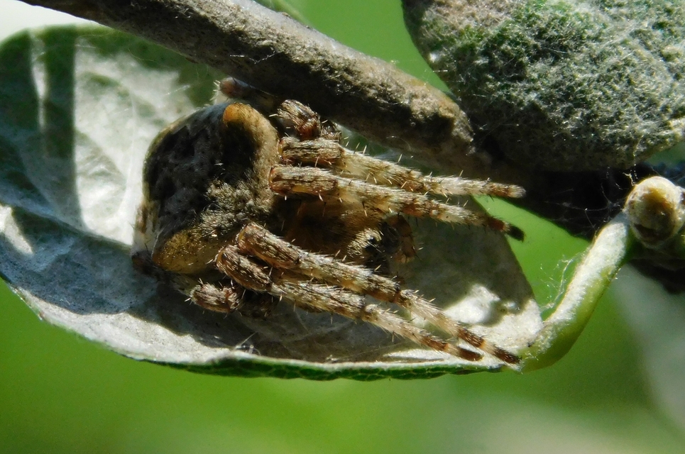 Araneus circe/angulatus