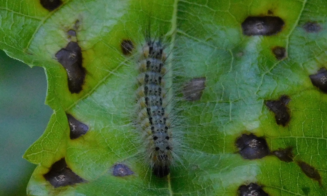 Hyphantria cunea - amerikai fehér medvelepke