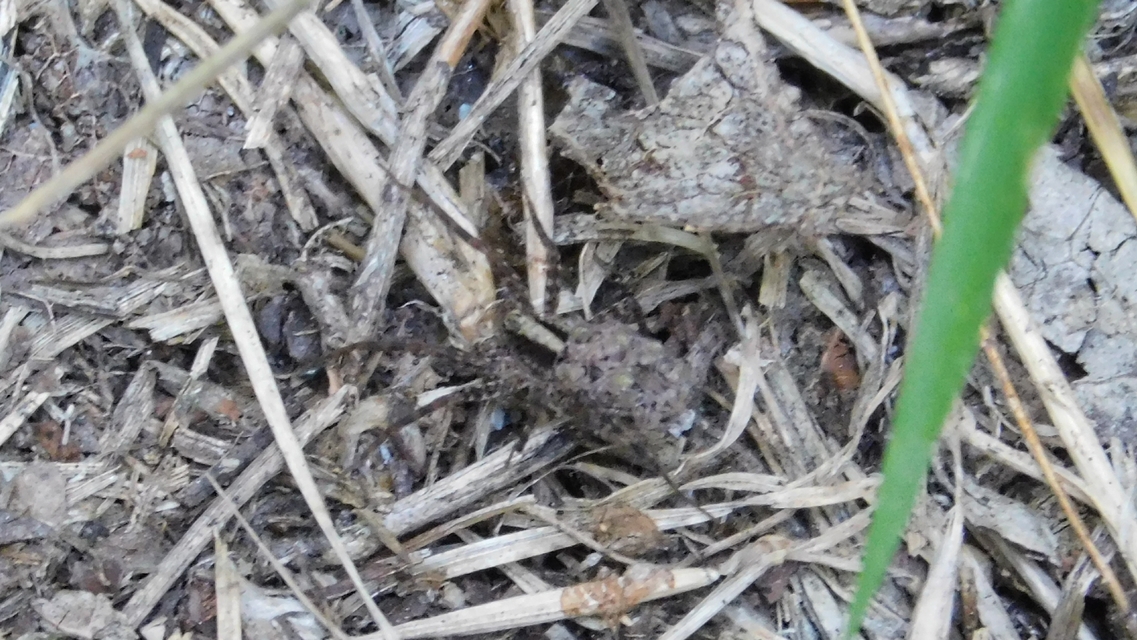 Pardosa alacris/lugubris