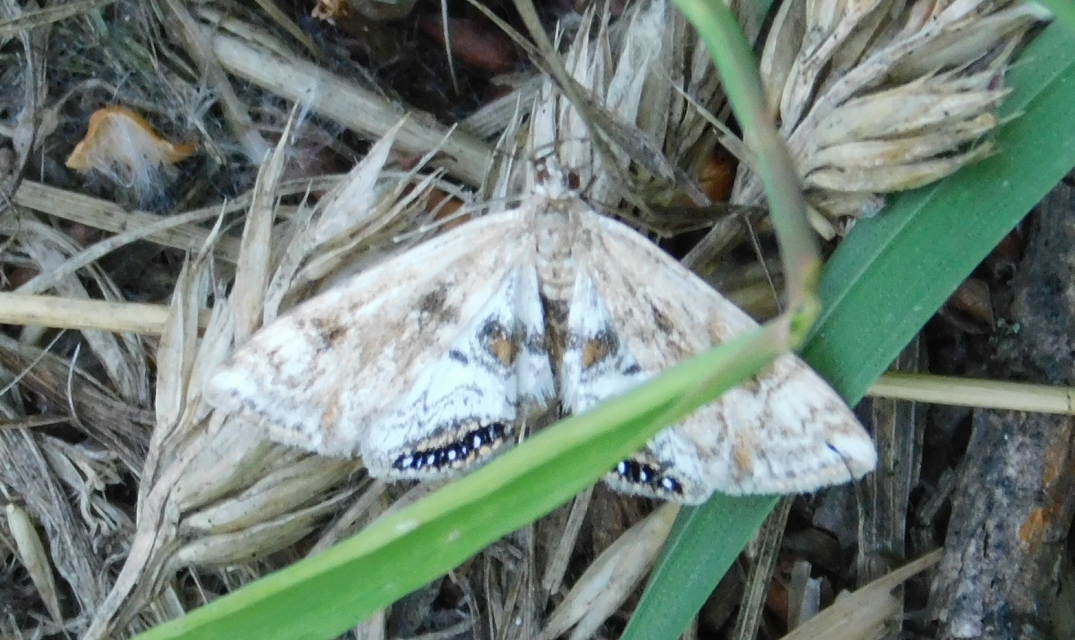 Cataclysta lemnata - békalencsemoly