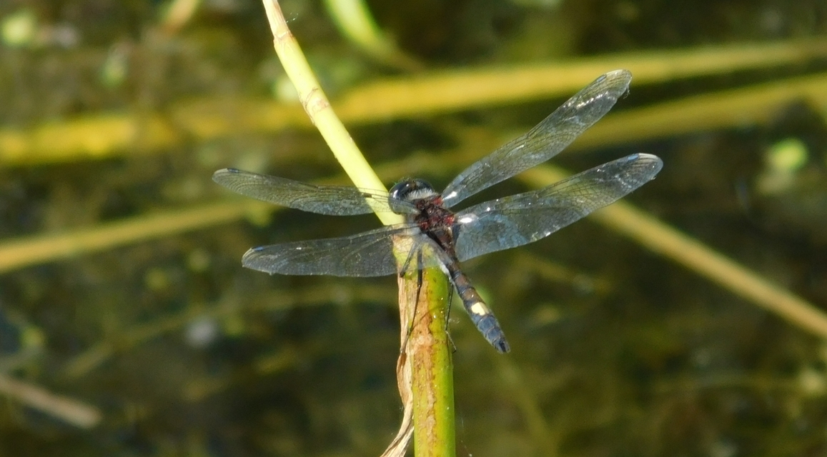 Leucorrhinia pectoralis - lápi álarcos-szitakötő