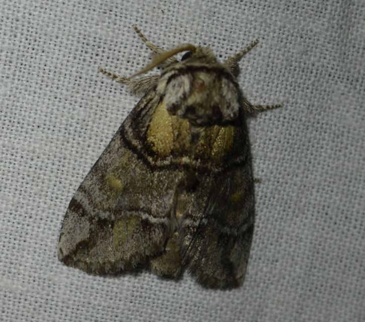 Drymonia velitaris - hegyi púposszövő