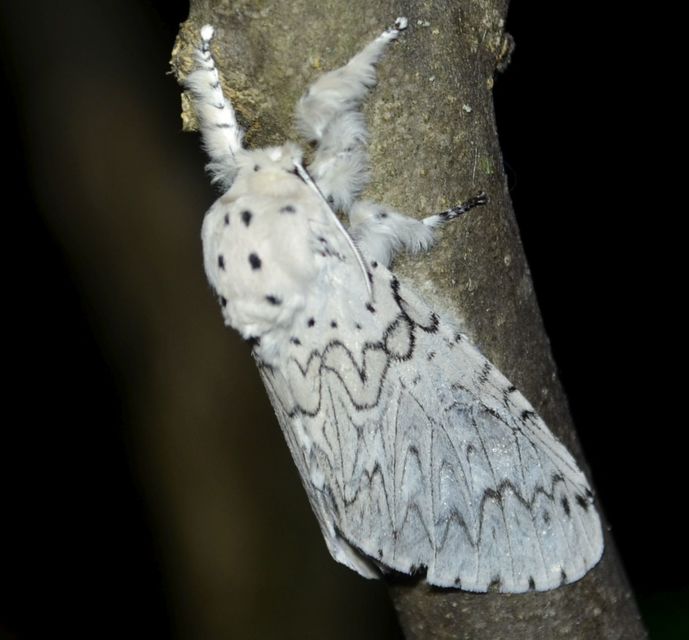 Cerura erminea - hermelin-púposszövő