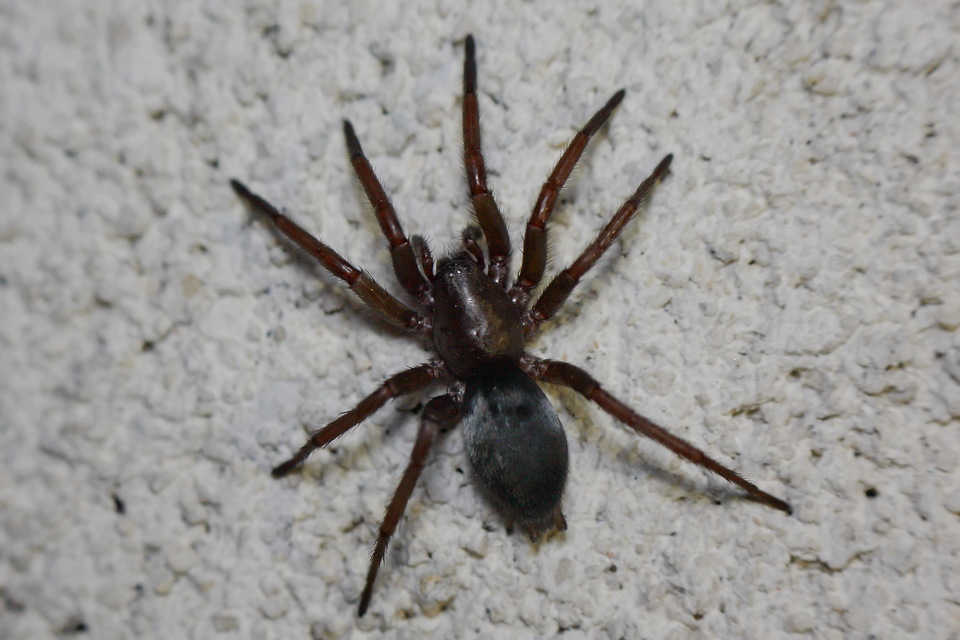 Scotophaeus