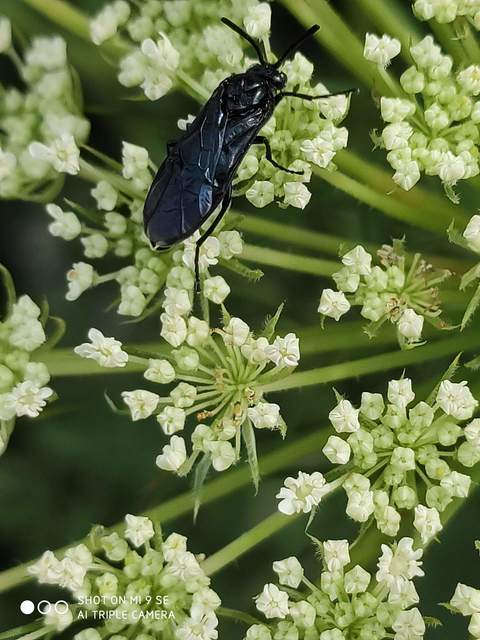 Argidae - botcsápú levéldarazsak