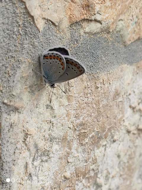 Plebejus argyrognomon - tintakék boglárka