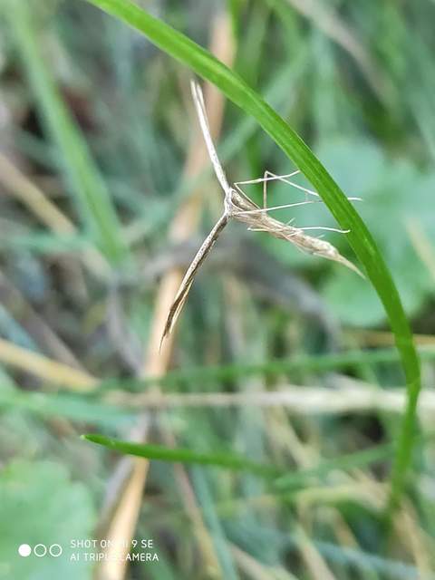 Emmelina monodactyla/argoteles