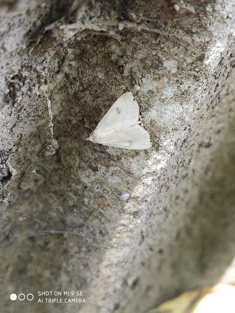Rivula sericealis - selymes lórombagoly