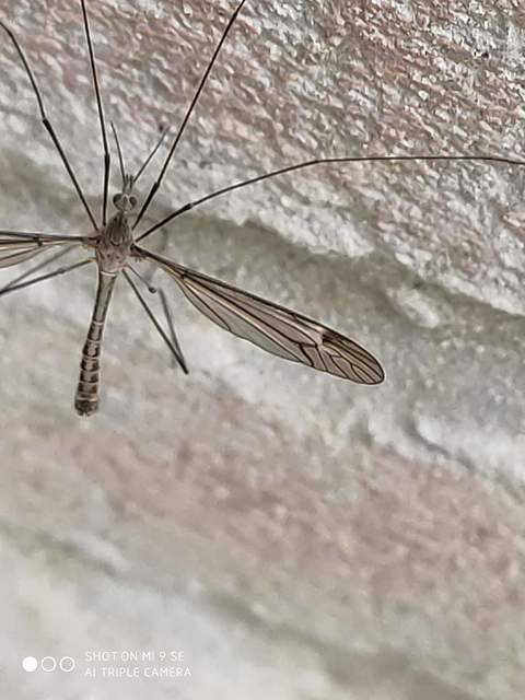 Tipula