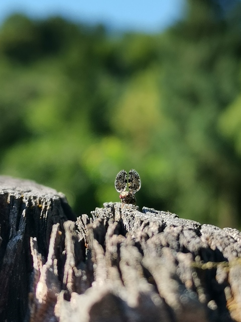 Callopistromyia annulipes - pávalégy