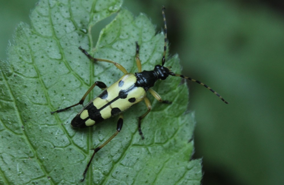 Rutpela maculata - tarkacsápú karcsúcincér