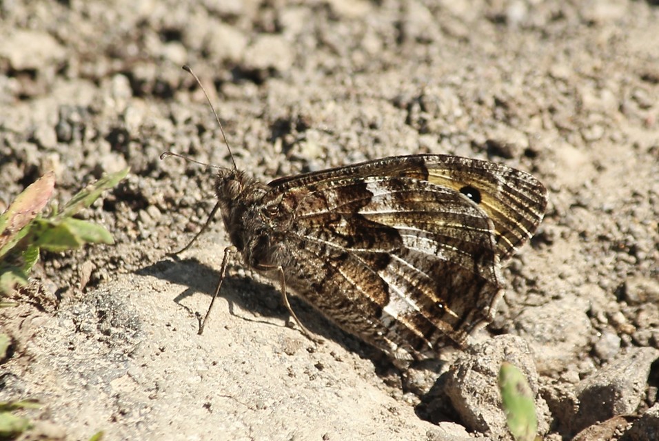 Hipparchia semele - barna szemeslepke