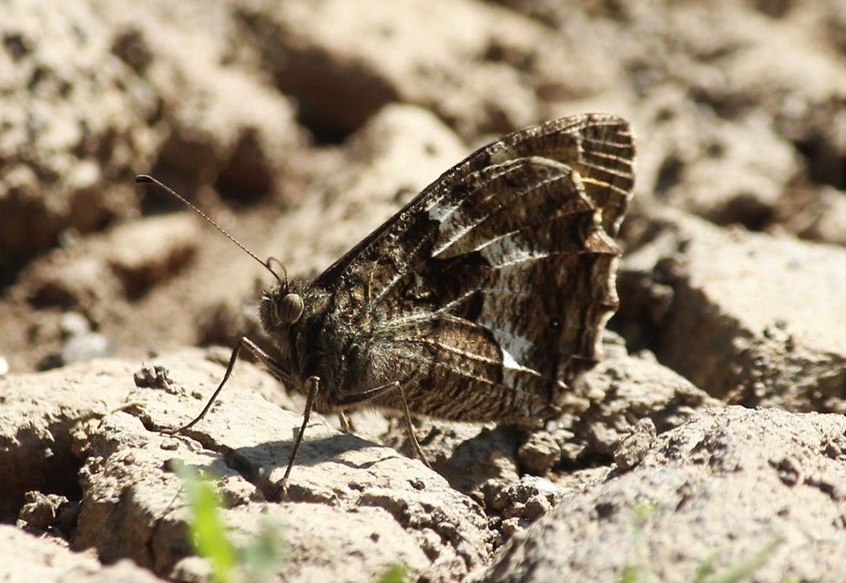 Hipparchia semele - barna szemeslepke