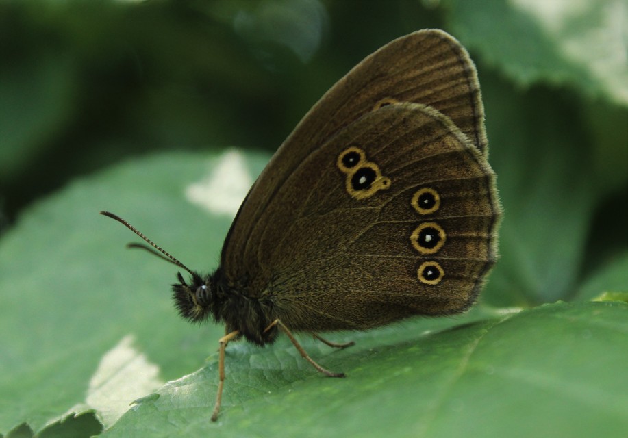 Aphantopus hyperanthus - közönséges ökörszemlepke