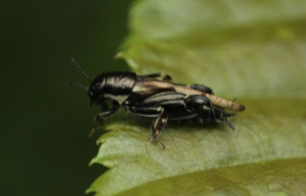 Xya variegata - tarka ásósáska