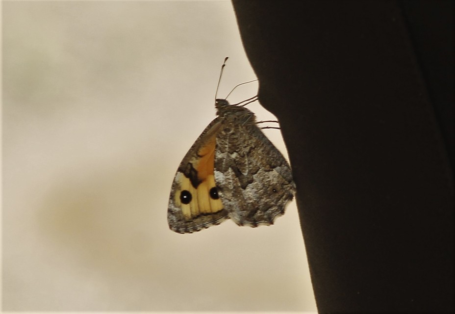 Hipparchia semele - barna szemeslepke