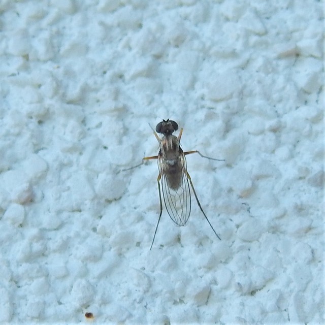 Medetera