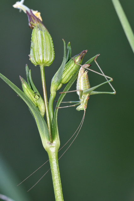 Leptophyes albovittata - közönséges virágszöcske