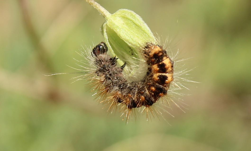 Acronicta auricoma - aranyos szigonyosbagoly