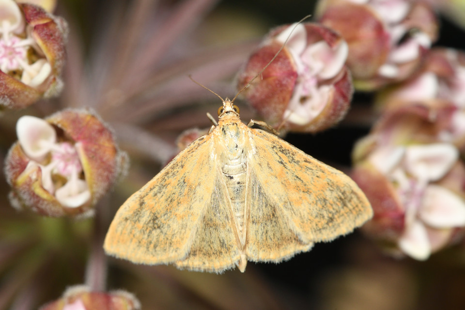 Sitochroa verticalis - világossárga dudvamoly