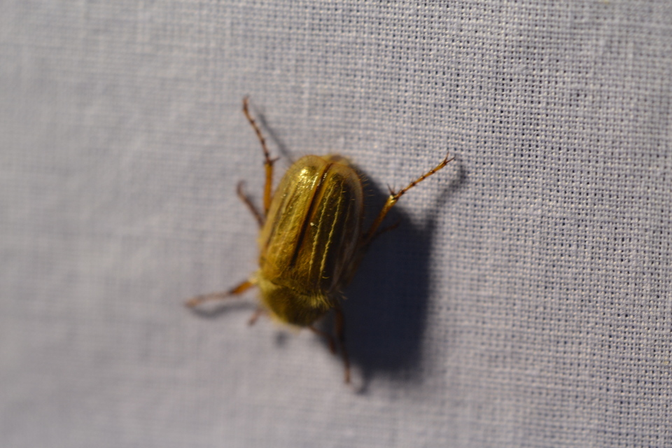Amphimallon solstitiale - bordás sárgacserebogár