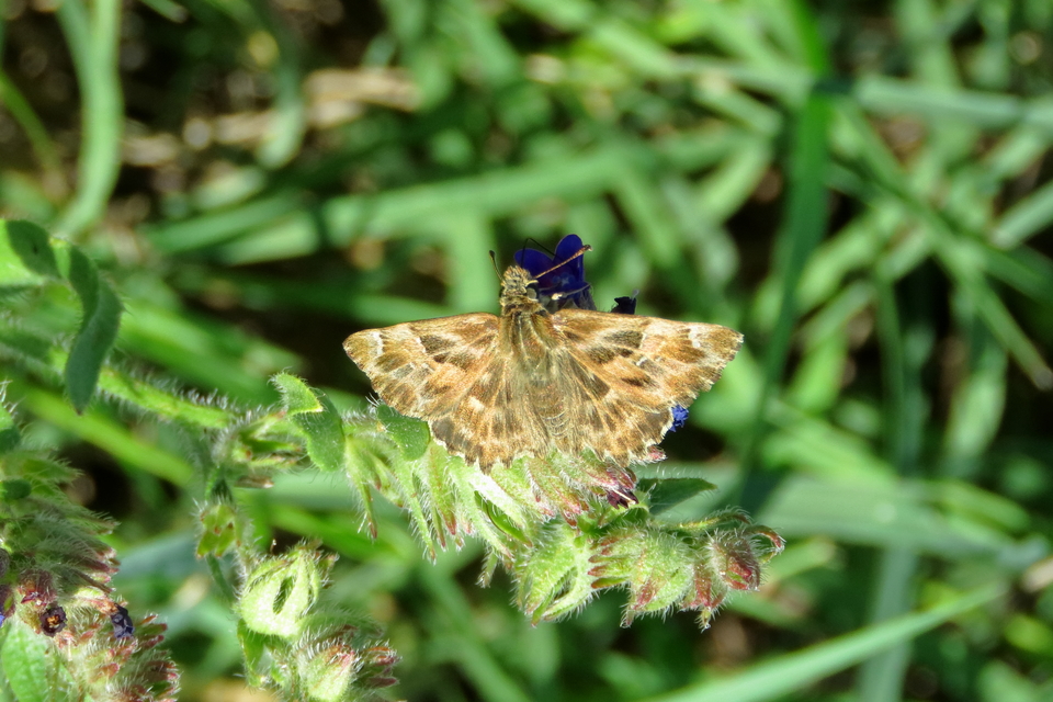 Carcharodus alceae - mályva-busalepke