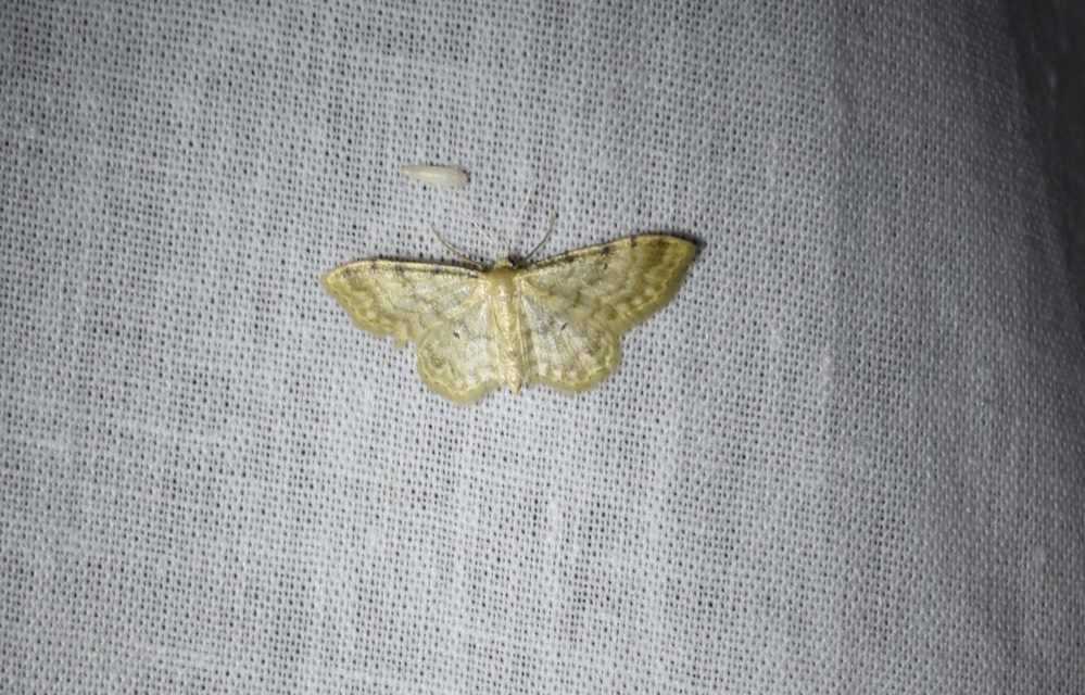 Idaea fuscovenosa - szürkeszélű apróaraszoló