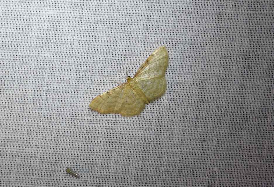 Idaea fuscovenosa - szürkeszélű apróaraszoló