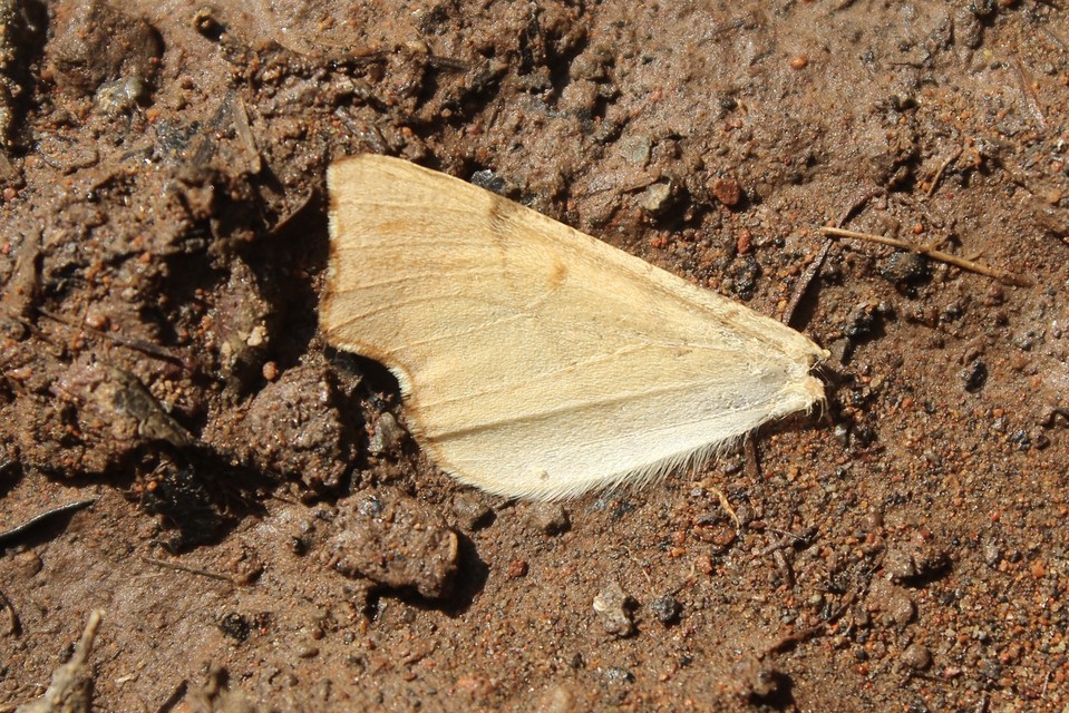 Ennomos erosaria - hársfa-levélaraszoló