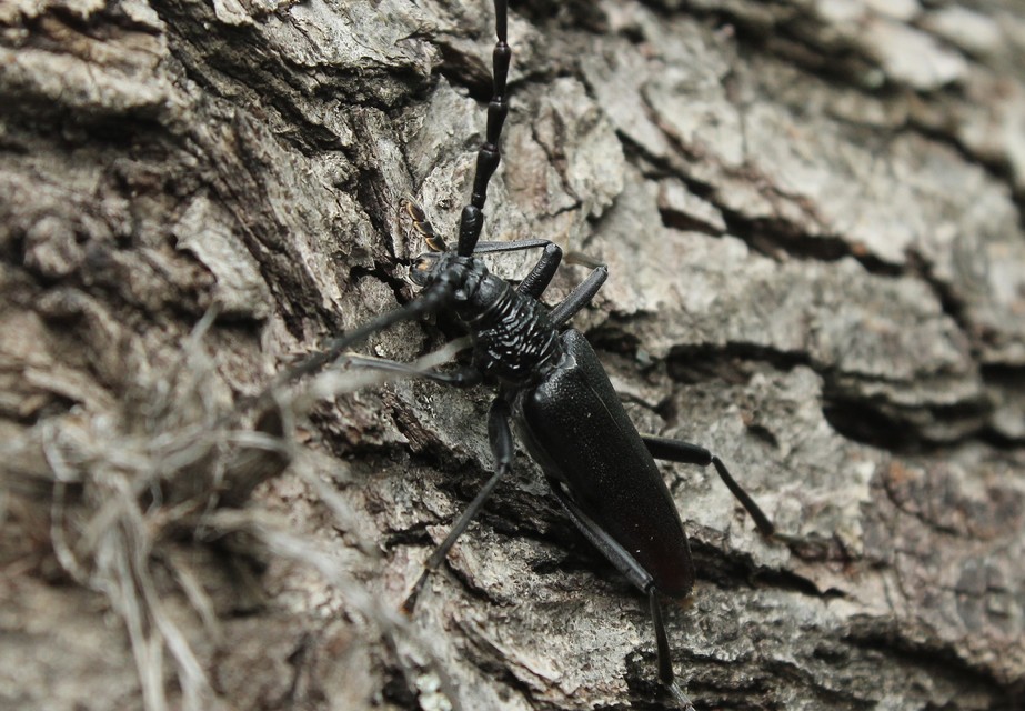 Cerambyx cerdo - nagy hőscincér