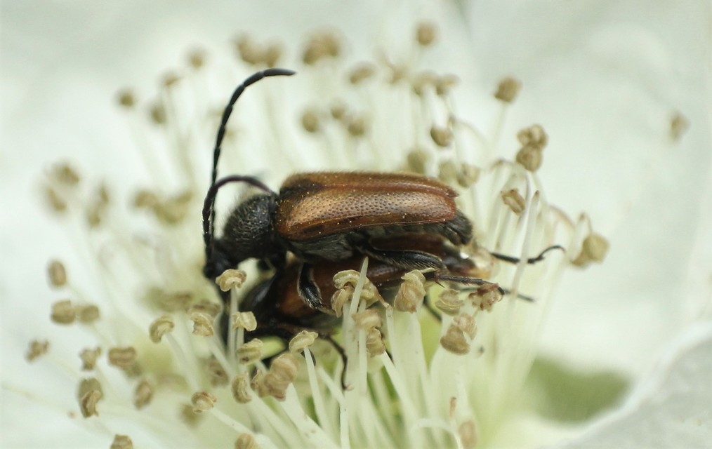 Pseudovadonia livida - barnás virágcincér