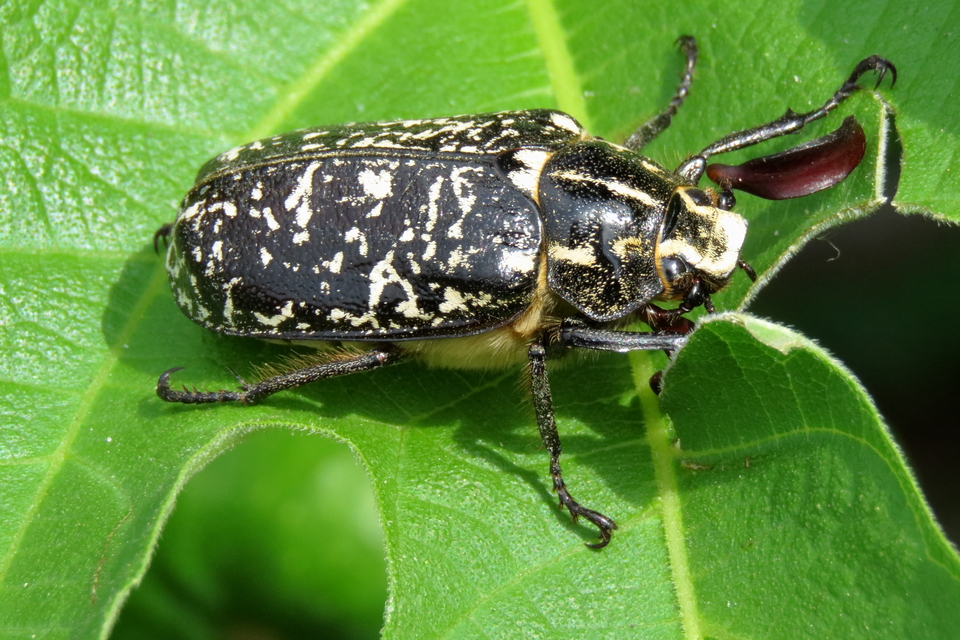 Polyphylla fullo - csapó cserebogár