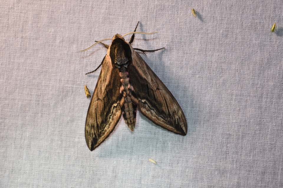 Sphinx ligustri - fagyalszender