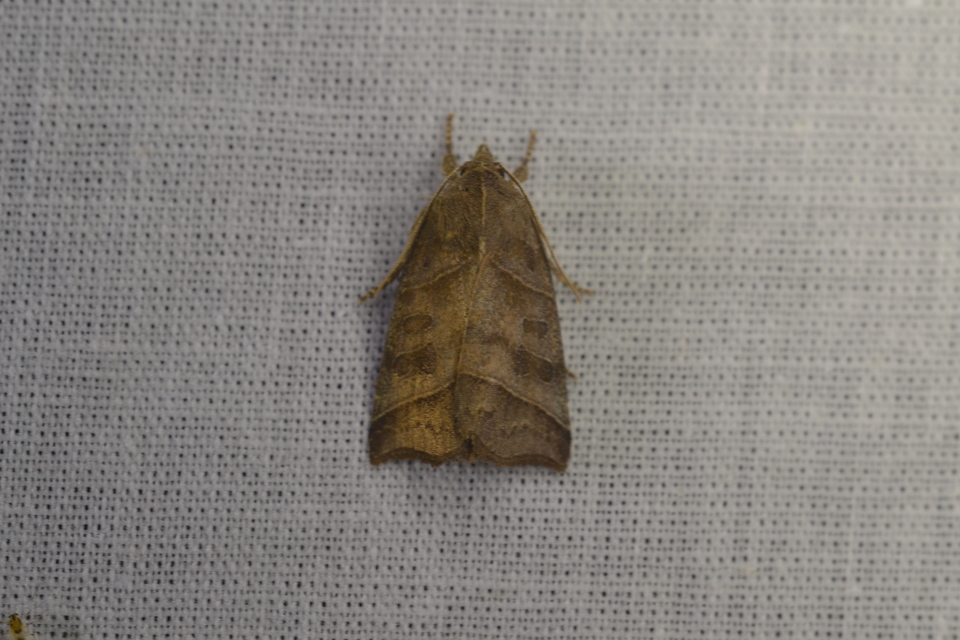 Ipimorpha retusa - sarlós fűzbagoly