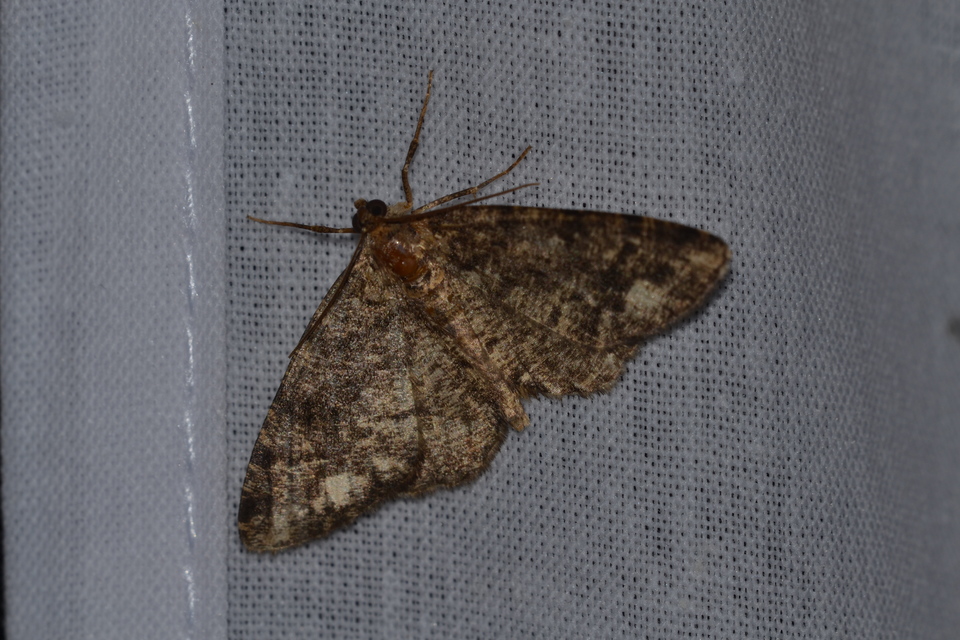 Parectropis similaria - barna zuzmóaraszoló