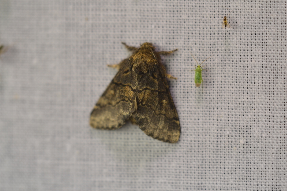 Gluphisia crenata - kormos púposszövő
