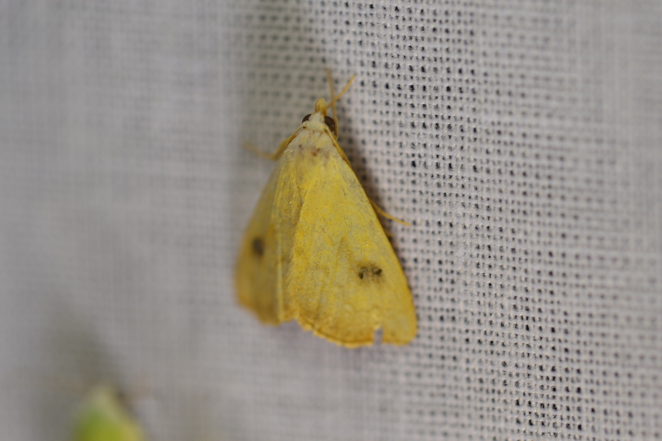 Rivula sericealis - selymes lórombagoly