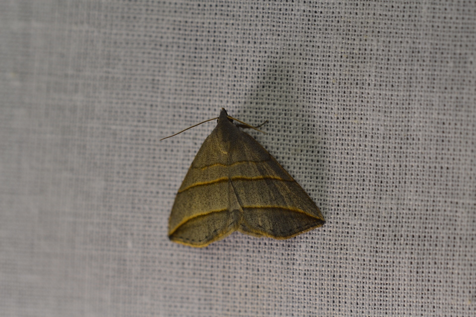 Colobochyla salicalis - háromsávos törpebagoly