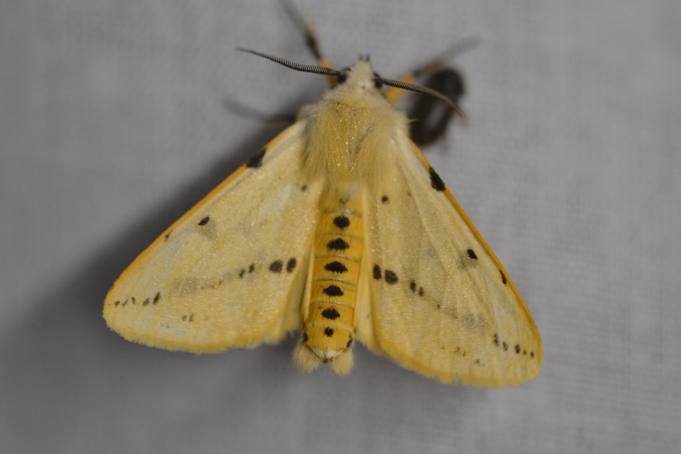 Spilarctia lutea - sárgás medvelepke