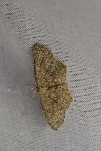 Cyclophora pendularia - fűzfa-pettyesaraszoló