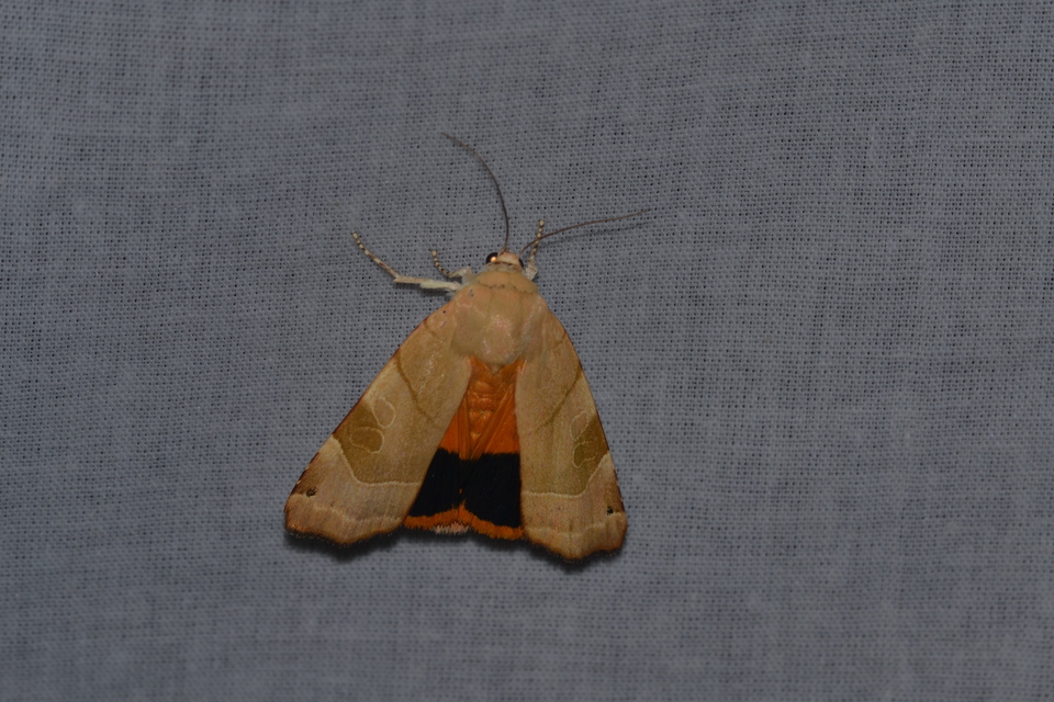 Noctua fimbriata - szélessávú sárgafűbagoly