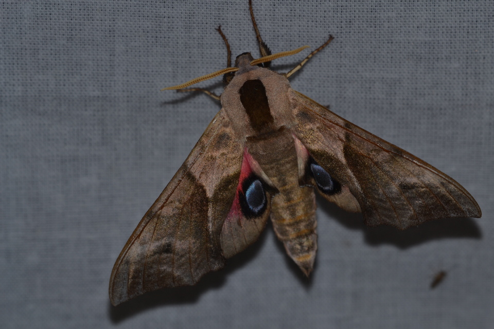 Smerinthus ocellatus - esti pávaszem