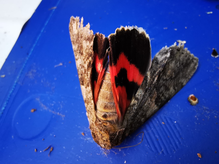 Catocala nupta - piros övesbagoly
