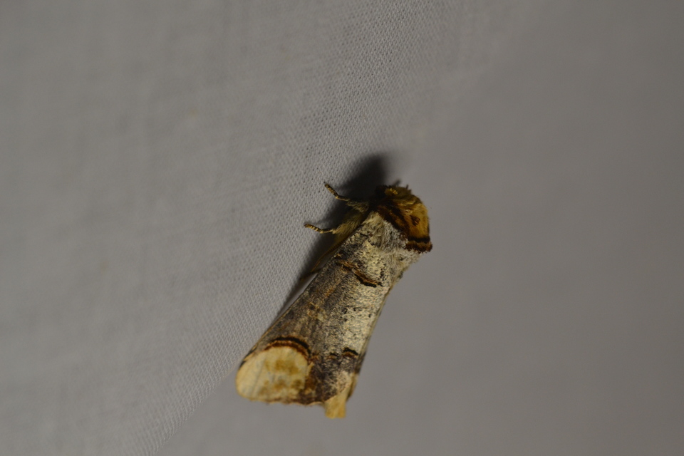 Phalera bucephala - sárgafoltos púposszövő