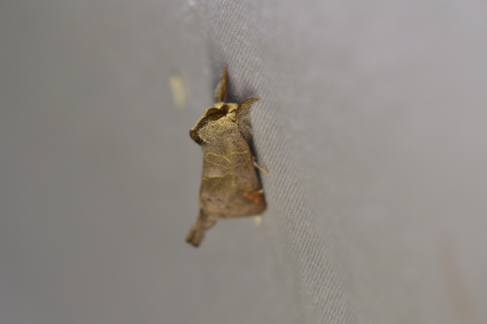 Clostera pigra - apró levélszövő
